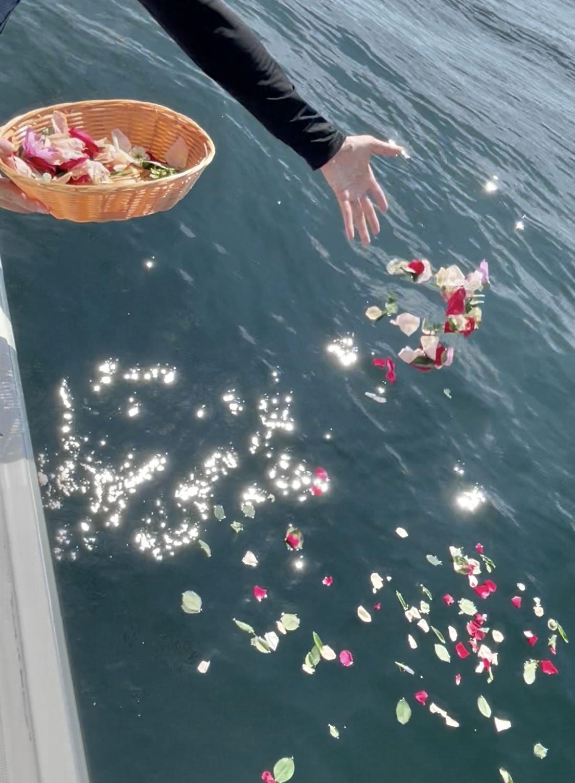 ペットの海洋散骨ならペット火葬アイリス｜費用・流れ・メリットをわかりやすく解説